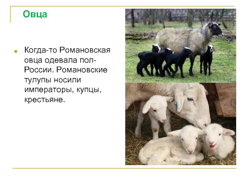 Домашнее сельскохозяйственное животное сообщение 3 класс окружающий. Овечки интересные факты. Сообщение о домашнем животном овца. Овцеводство презентация окружающий мир. Интересные факты об овцах.