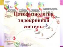 1
Патофизиология эндокринной системы