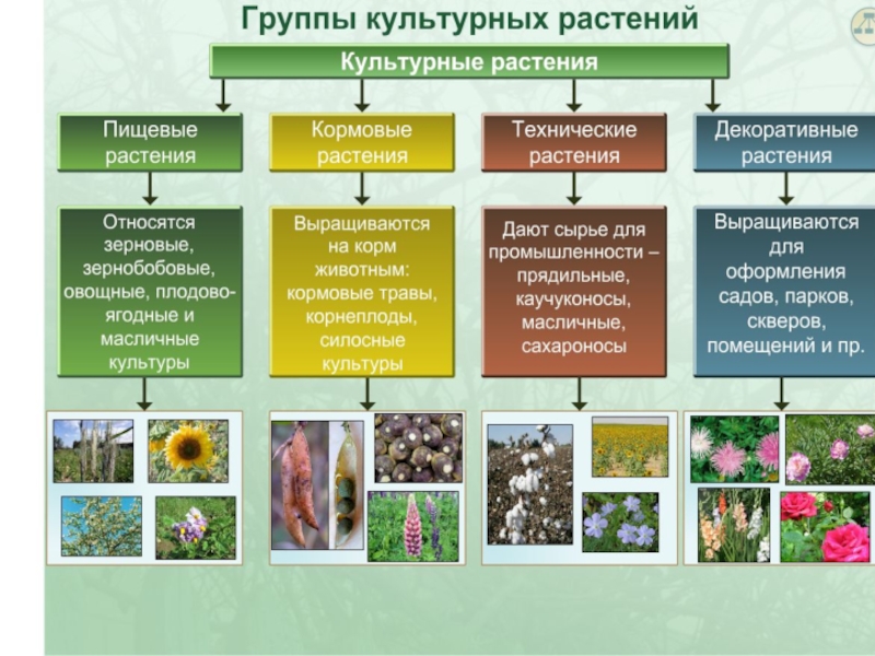 Общая характеристика растений. Характеристика царства растений. Основные характеристики царства растений. Основные характеристики растений. Биология царство растений.
