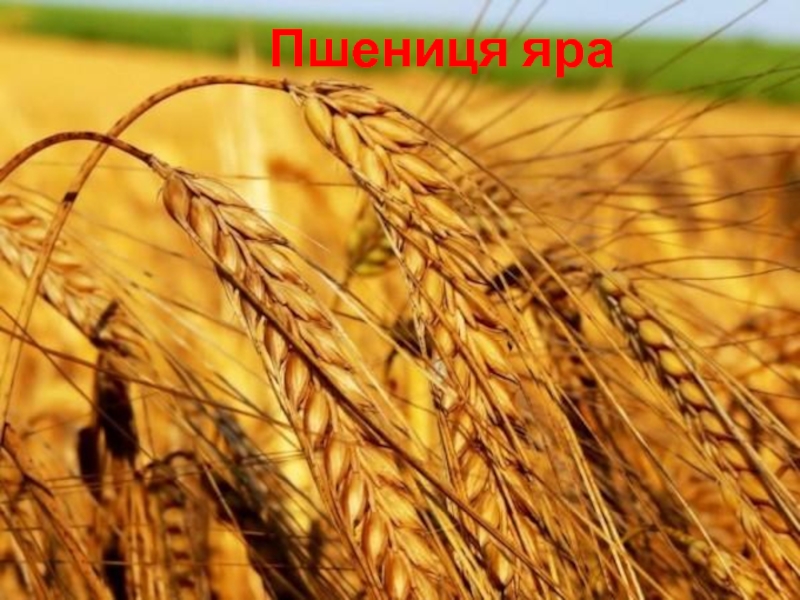 Презентация Пшениця яра