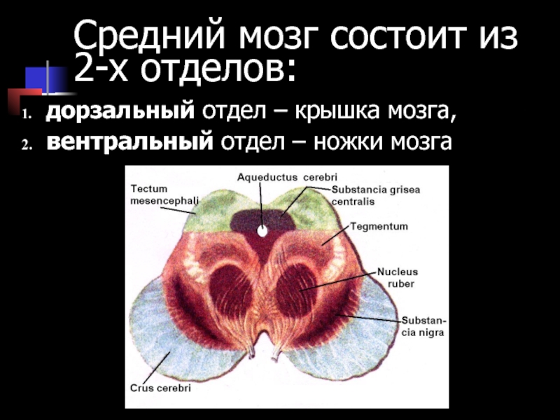 Физиология спинного мозга презентация