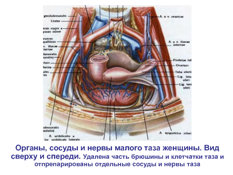 Состав женских органов. Анатомия строения женских органов малого таза. Малый таз анатомия органы. Строение женских органов спереди. Строение женского таза с органами.