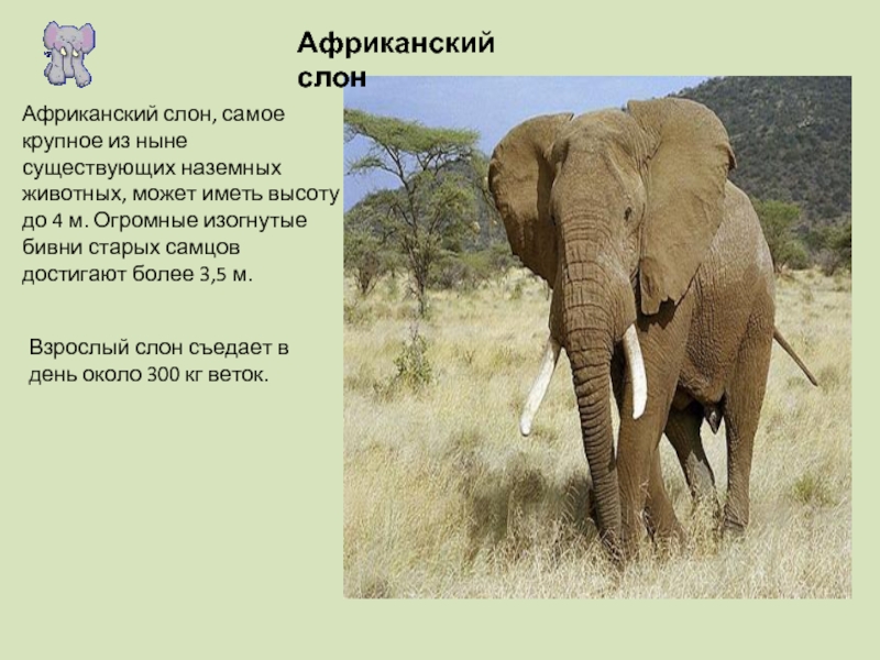 Африканский слонАфриканский слон, самое крупное из ныне существующих наземных животных, может иметь высоту до 4 м. Огромные