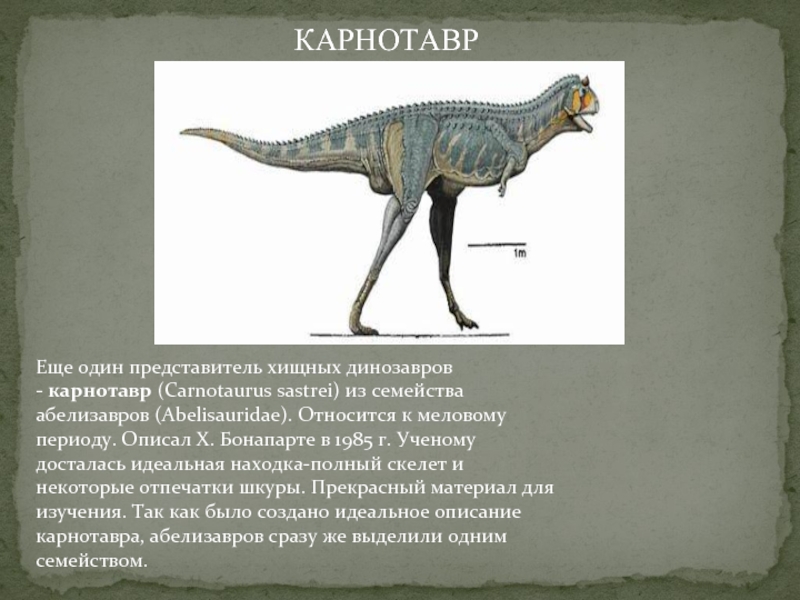 Еще один представитель хищных динозавров - карнотавр (Carnotaurus sastrei) из семейства абелизавров (Abelisauridae). Относится к меловому периоду. Описал Х.