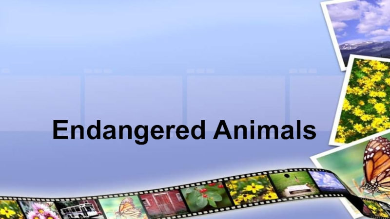 Презентация Endangered animals