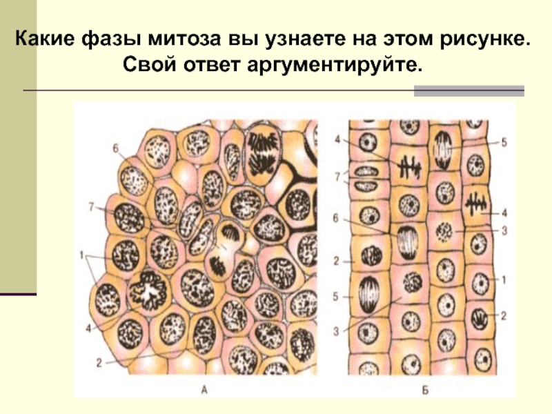 Каким номером на рисунке обозначена клетка. Таблица на тему фазы митоза и митоз в клетках корешках лука. Схема митоза клетки лука. Деление животной клетки соматический. Таблица изучение митоза в клетках корня лука.