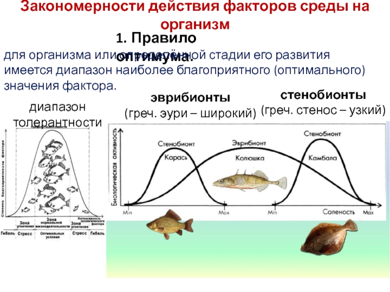 Действия факторов среды