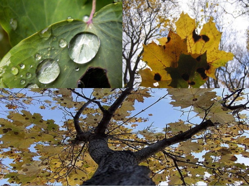 Воздействие кислотных дождей. Кислотные дожди это в экологии. 1.4. Кислотные дожди.. Кислотные дожди растения. Выпадение кислотных дождей.