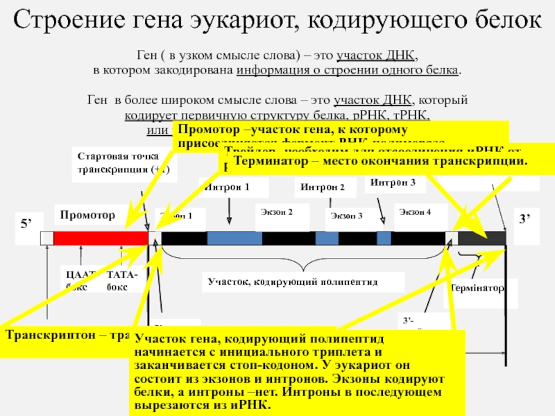 Кодирующие участки днк. Схема строения Гена прокариот. Мозаичная структура Гена эукариот. Ген структура Гена. Структура Гена эукариот.