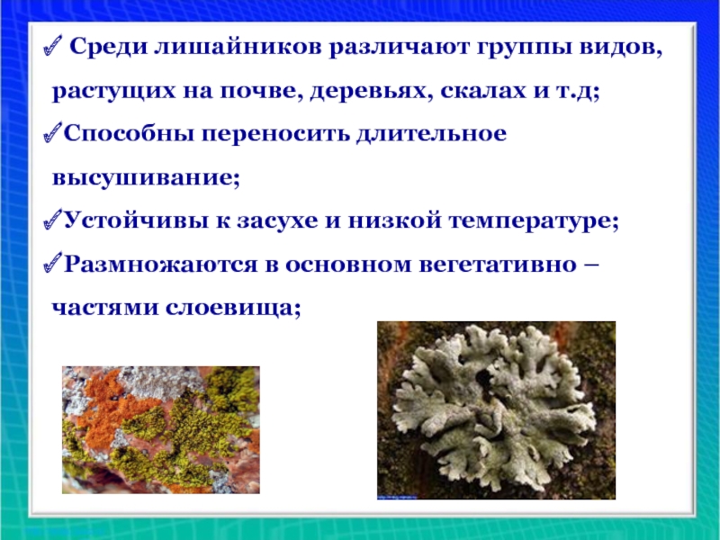 Лишайники способны к. Грибница лишайника. Характеристика бактерий грибов лишайников. Характеристики гриба лишайника. Лишайники в системе живых организмов.