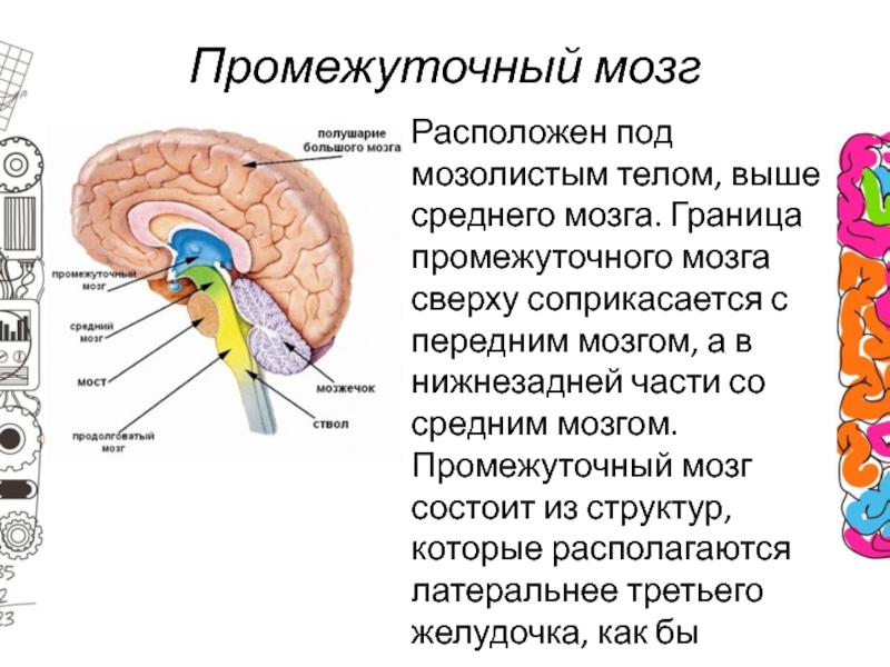 Общий план строения промежуточного мозга