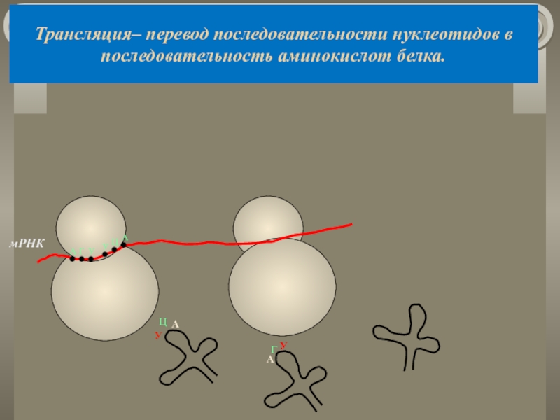 Трансляция– перевод последовательности нуклеотидов в последовательность аминокислот белка.						мРНКАГУУЦАУЦААГУа/ка/ка/кУУГАЦУУГЦ