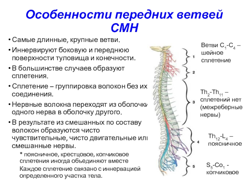 Схема формирования спинномозгового нерва. Какой отдел позвоночника иннервирует руки.