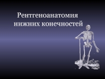 Рентгеноанатомия нижних конечностей