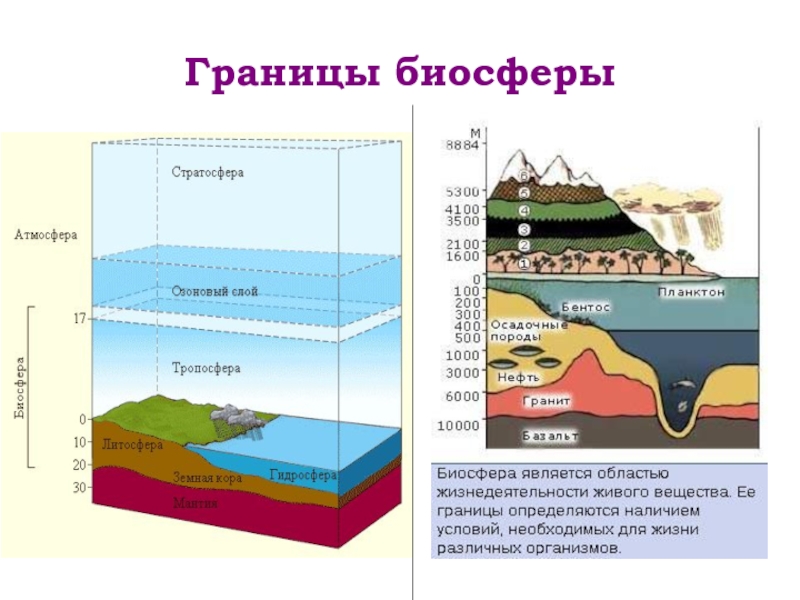 Границы биосферы картинка