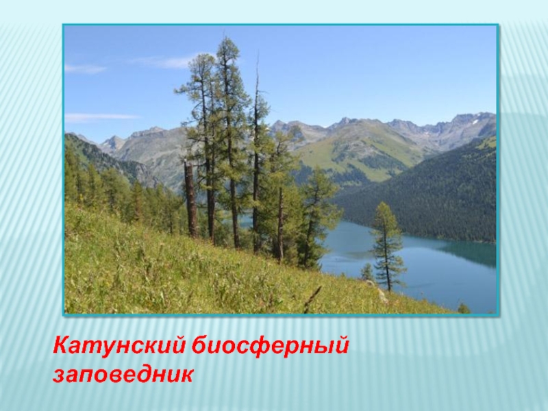 Природные зоны алтайского. Заповедники Алтайского края. Заповедники и национальные парки Алтайского края. Заказники Алтайского края. Заповедник в Алтайском крае название.