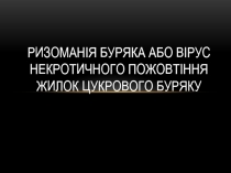 Ризоманія буряка або вірус некротичного пожовтіння жилок цукрового буряку