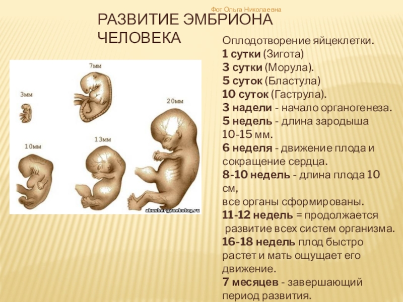 Наличие хвоста у зародыша человека на ранней. Стадии развития эмбриона. Стадии развития зародыша человека. Стадие развитие эибриона. 5,5 Сутки эмбрионального развития.