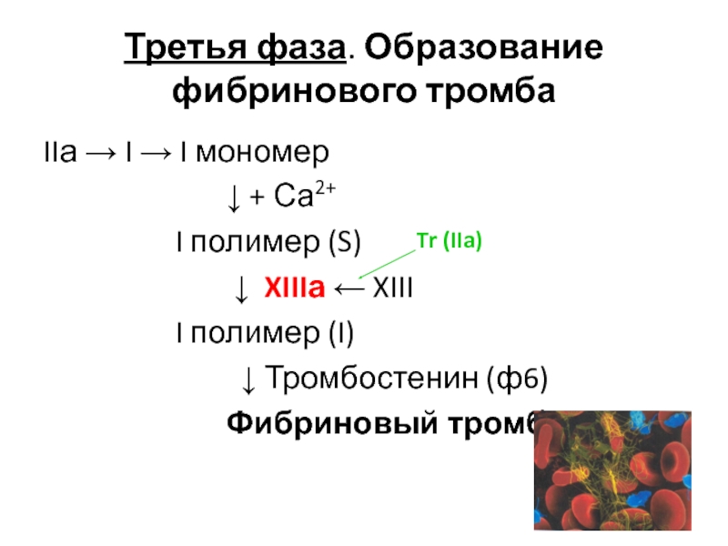 Схема образования кровяного сгустка