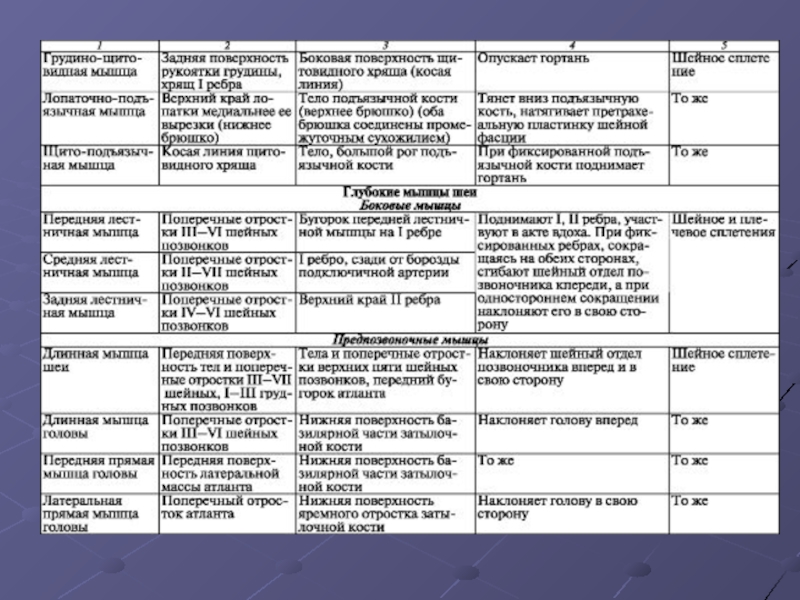 Функции мышц туловища. Мышцы шеи функции таблица. Мышцы шеи анатомия таблица функции. Глубокие мышцы шеи таблица. Иннервация мышц шеи таблица.