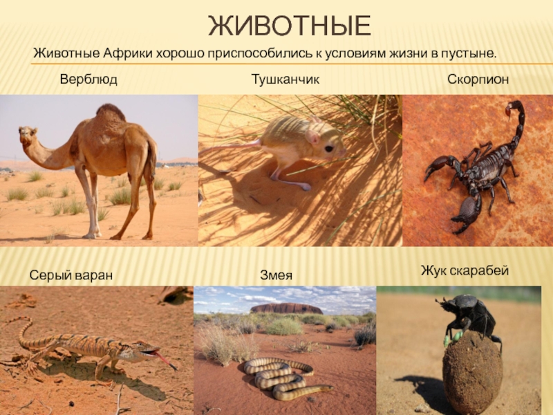 Какие животные приспособились к жизни. Приспособления животных пустыни. Животные пустыни Африки презентация. Как приспособились животные в пустыне. Животные приспособленные жить в пустыне.