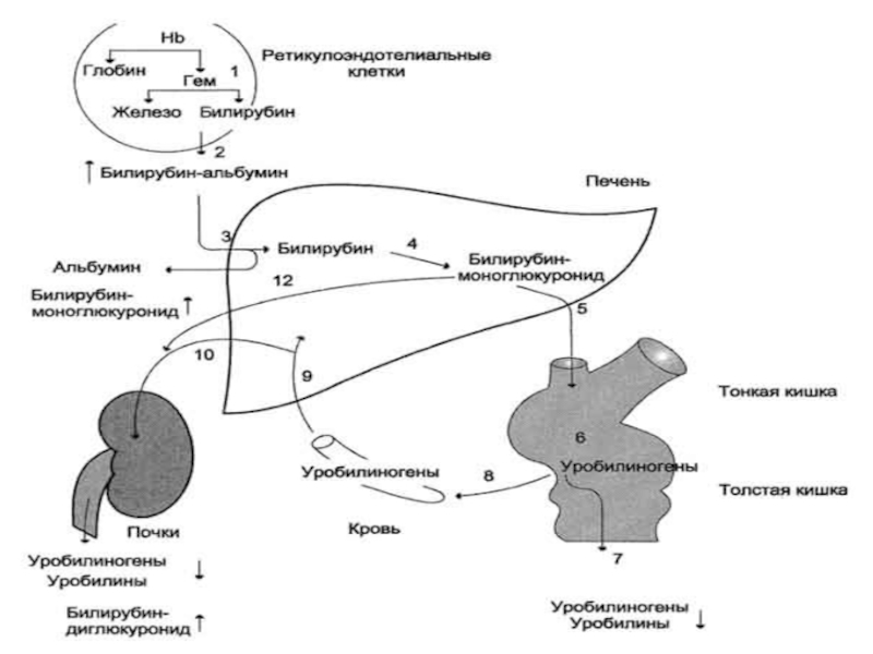Схему образования непрямого билирубина