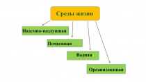 Среды жизни
Наземно-воздушная
Почвенная
Водная
Организменная