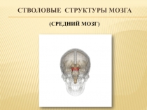 Стволовые структуры мозга