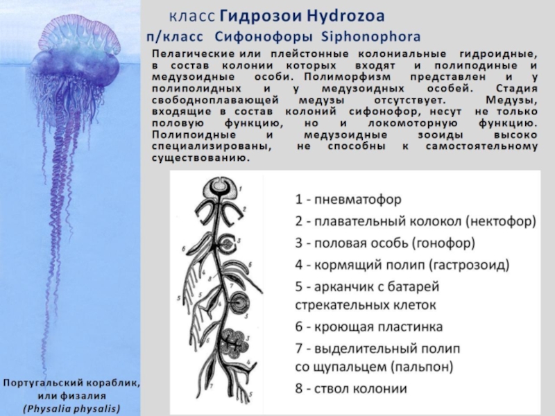 У пресноводной гидры медузы и кораллового полипа. Португальский кораблик Кишечнополостные строение. Физалия медуза строение. Португальский кораблик медуза строение. Сифонофоры строение.