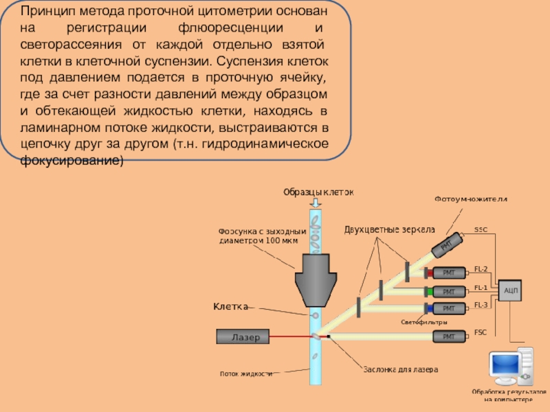 Принцип работы метода. Принцип метода проточной цитометрии. Проточная цитофлуориметрия принцип метода. Принцип работы проточного цитофлуориметра. Проточная цитофлюорометрия принцип метода.