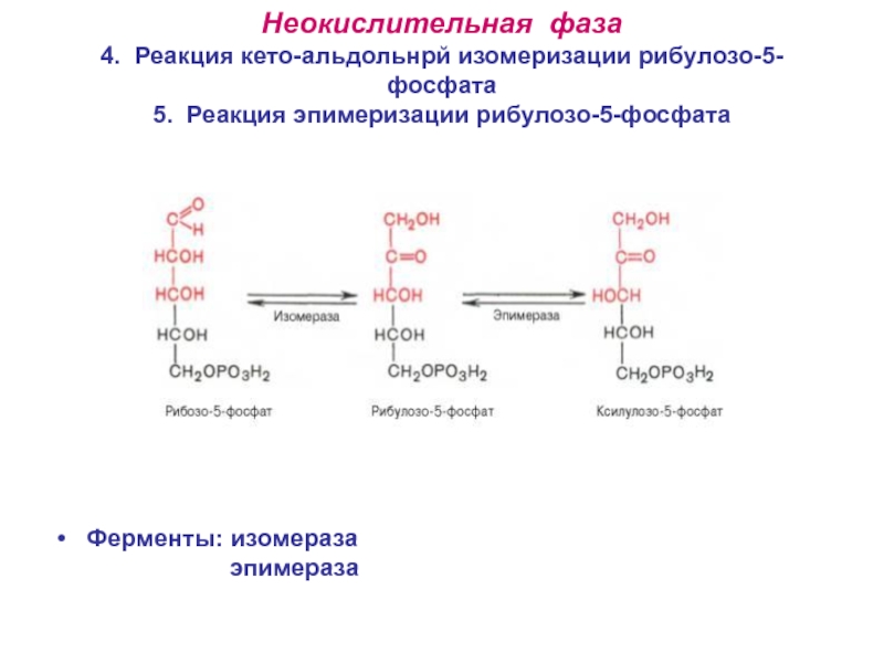 Фаза реакций. Пентозофосфатный путь биохимия реакции неокислительный этап. Изомеризация рибулозо 5 фосфат в рибозо 5 фосфат. Пентозофосфатный путь неокислительная стадия. Реакции неокислительной фазы пентозофосфатного пути.