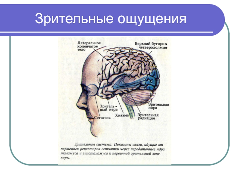 Ощущение психология презентация