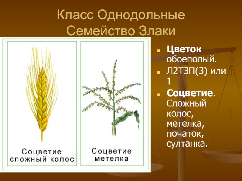 Презентация семейство однодольные 6 класс