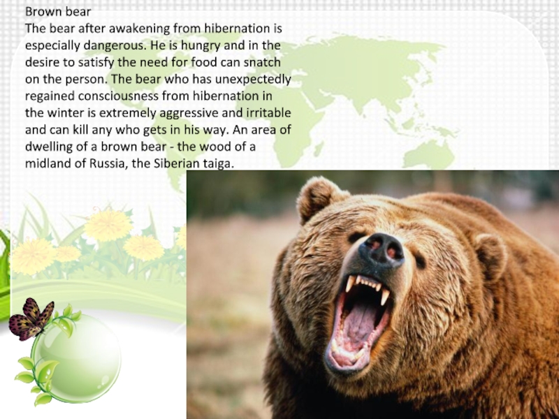 Under bear перевод. Опасное животное бурый медведь. Описание медведя. Рассказ о медведе на английском языке. Рассказ о медведе.