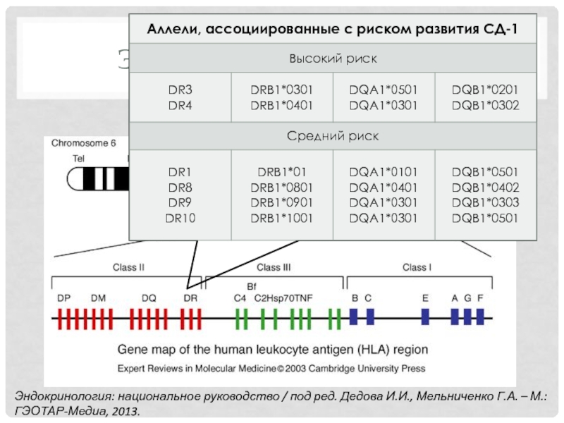 Генотип hla. HLA dqa1 расшифровка. Drb1 расшифровка. Локусы HLA. HLA таблица.