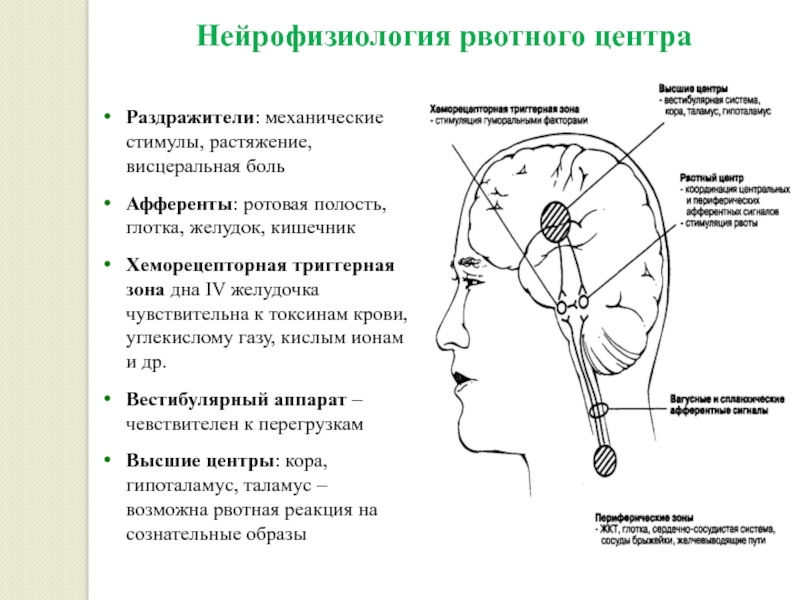 Рвотный рефлекс мозг. Рвотный центр мозга. Рвотный центр располагается. Триггерная зона рвотного центра. Центр рвотного рефлекса.