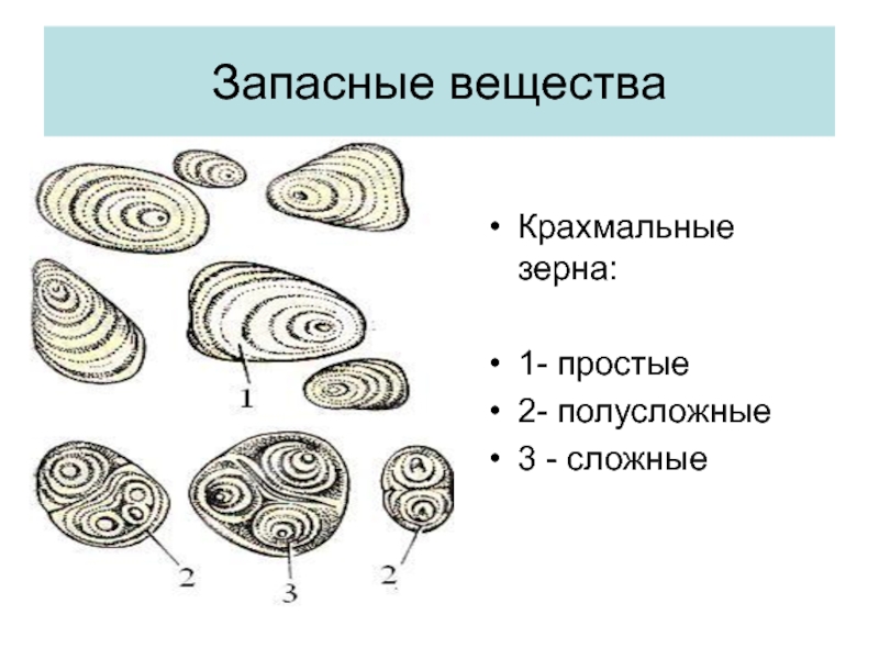 Крахмальные зерна. Крахмальные зерна клубня картофеля. Крахмальные зерна пшеницы строение. Строение крахмальных зерен картофеля. Простые сложные полусложные крахмальные зерна.