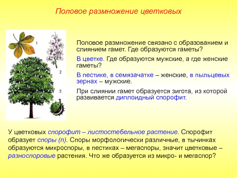 У цветковых спорофит – листостебельное растение. Спорофит образует споры (n). Споры морфологически различные, в тычинках образуются микроспоры,