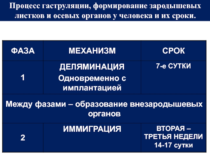 Процесс гаструляции, формирование зародышевых
листков и осевых органов у