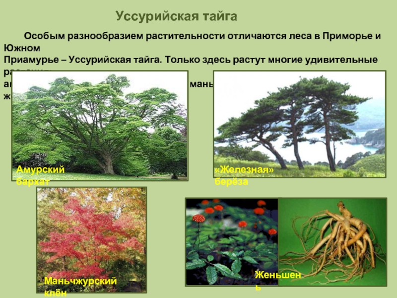 Растительный покров тайги отличается малым видовым разнообразием. Дальний Восток Уссурийская Тайга. Уссурийская Тайга растения. Маньчжурский клен Уссурийская Тайга.