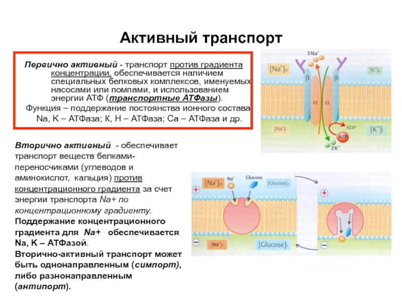 Активный транспорт мембраны. Механизм первично активного транспорта биохимия. Активный транспорт ионов против градиента концентрации. АТФ азы активного транспорта. Активный транспорт веществ первичный и вторичный.