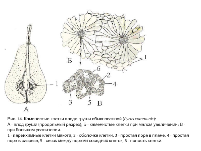 У плода на рисунке отмечены остатки груши