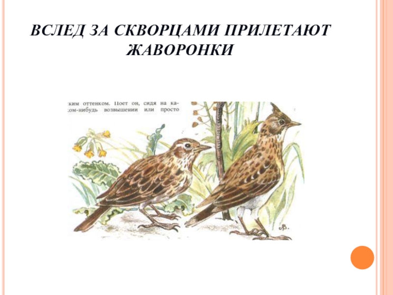 Вслед птицам. Жаворонки прилетели. Жаворонок который прилетает. Жаворонки прилетели картинки. Прилетающие Жаворонки весной картинки для детей.