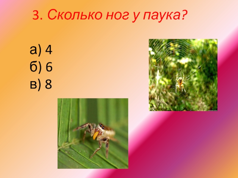 Сколько у паука. Сколько ног у паука. Сколько конечностей у паука. Сколько ног у паука ответ. Сколько ножек у паука.