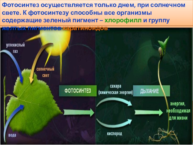 При фотосинтезе растениями используется