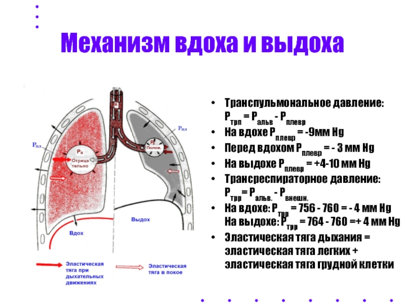 Механизм вдоха и выдоха презентация