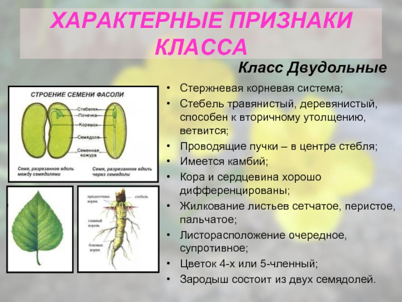 Какие из растений изображенных на рисунке относятся к классу двудольные