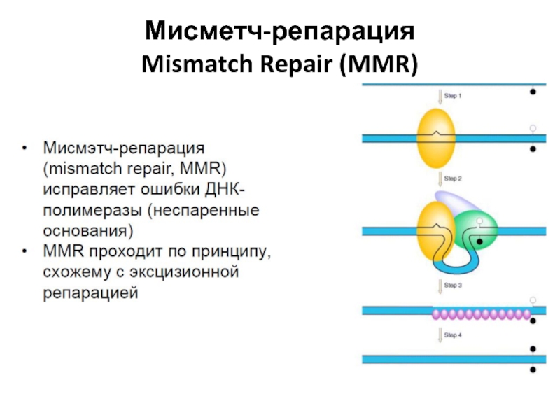 Мисметч-репарация Mismatch Repair (MMR)