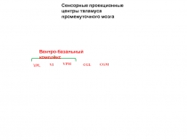 VPL
Сенсорные проекционные центры таламуса промежуточного