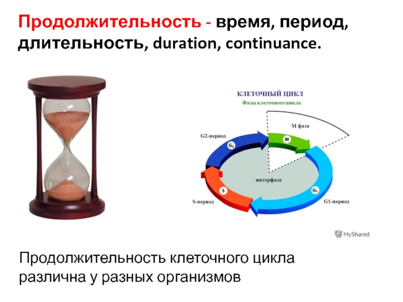 Время продолжительности игры. Клеточный цикл и его периоды. Длительность периода. Длительность времени. Длительность клеточного цикла у человека.